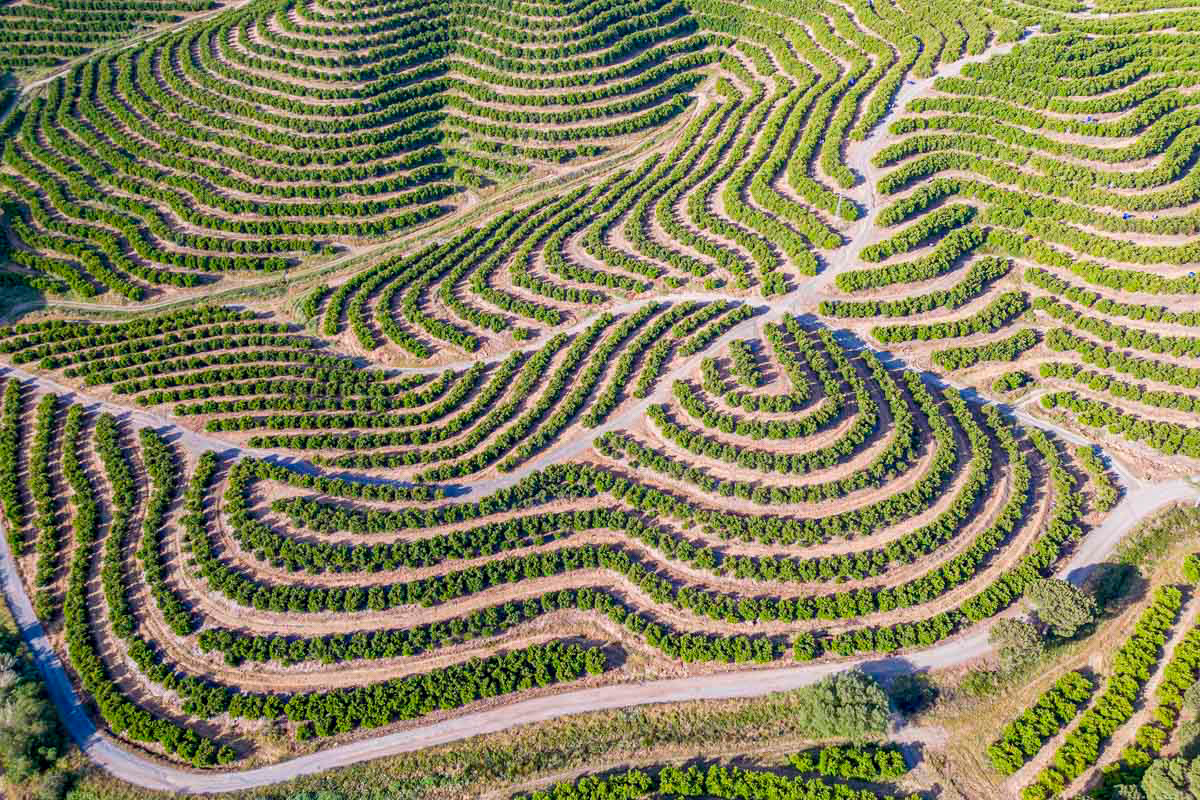 drone footage of a citrus tree nursery