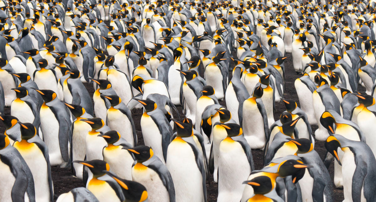the crowded king penguin colony of volunteer point