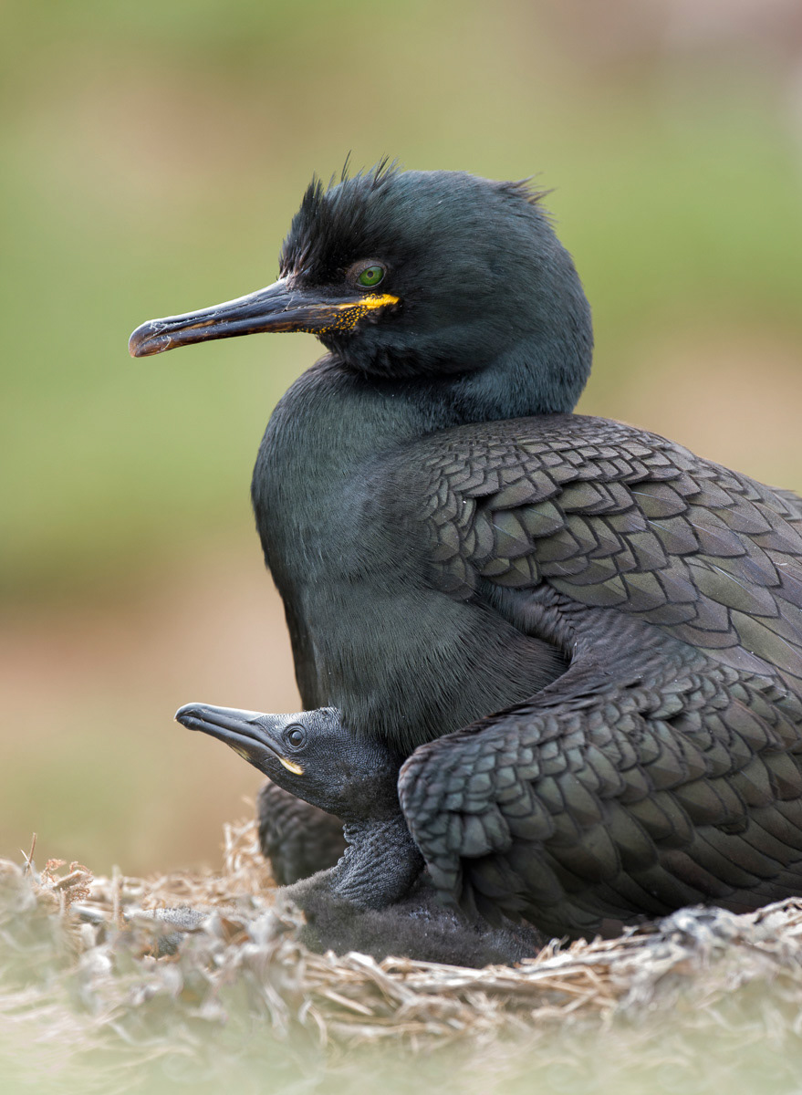 crested cormorant with chick