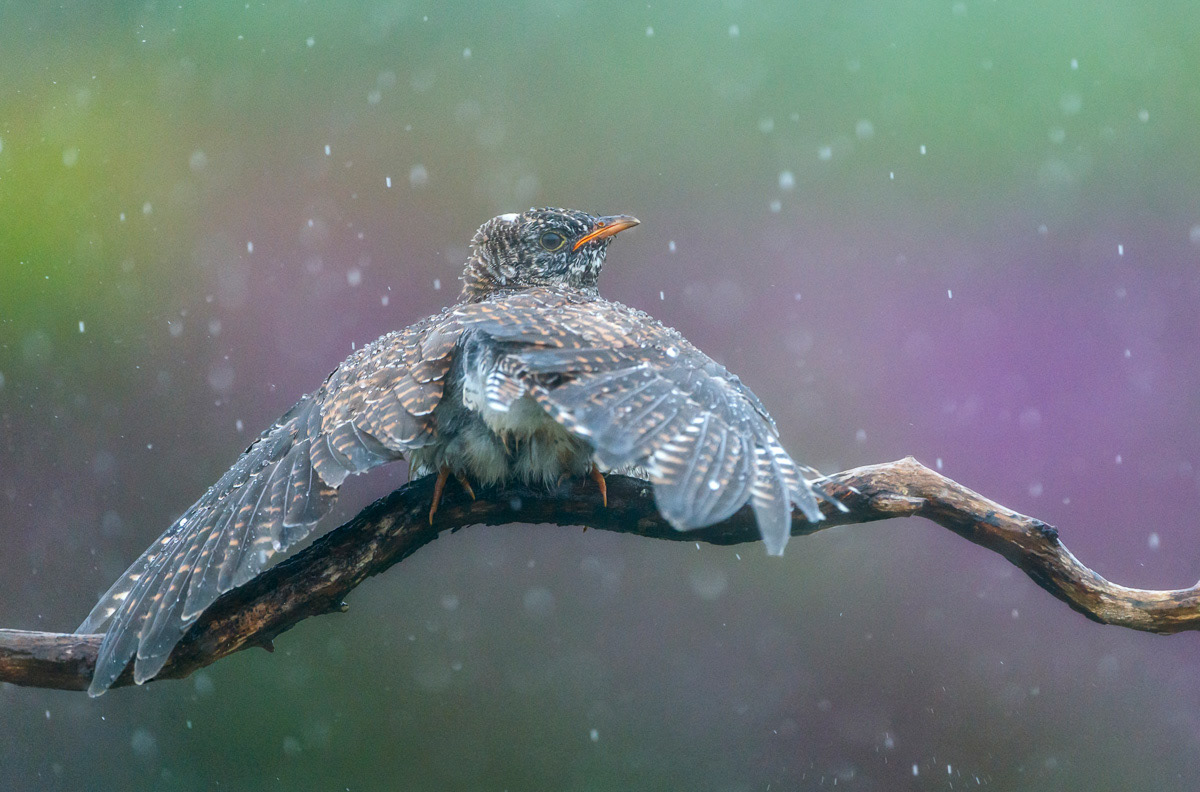 cuckoo chick 'umbrella'