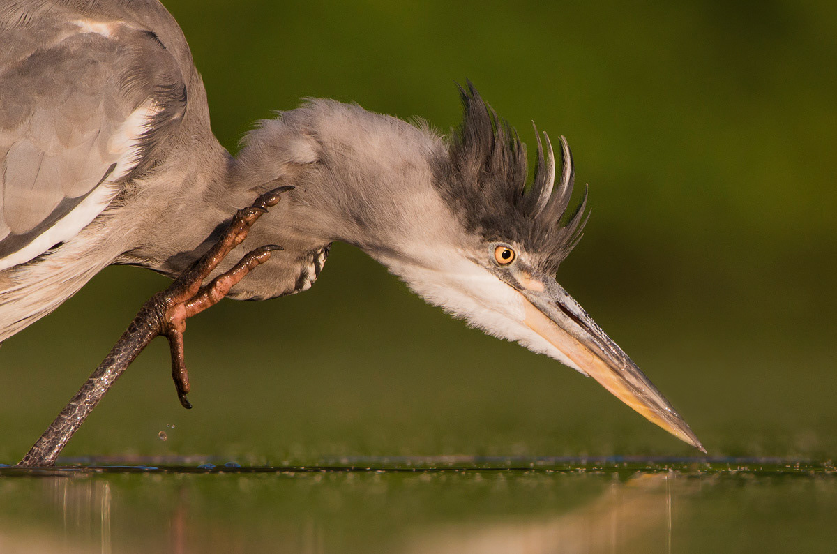 itchy grey heron