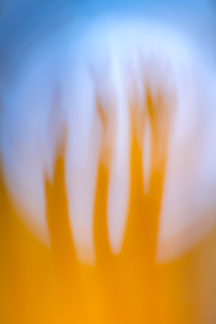 sticky antler fungus