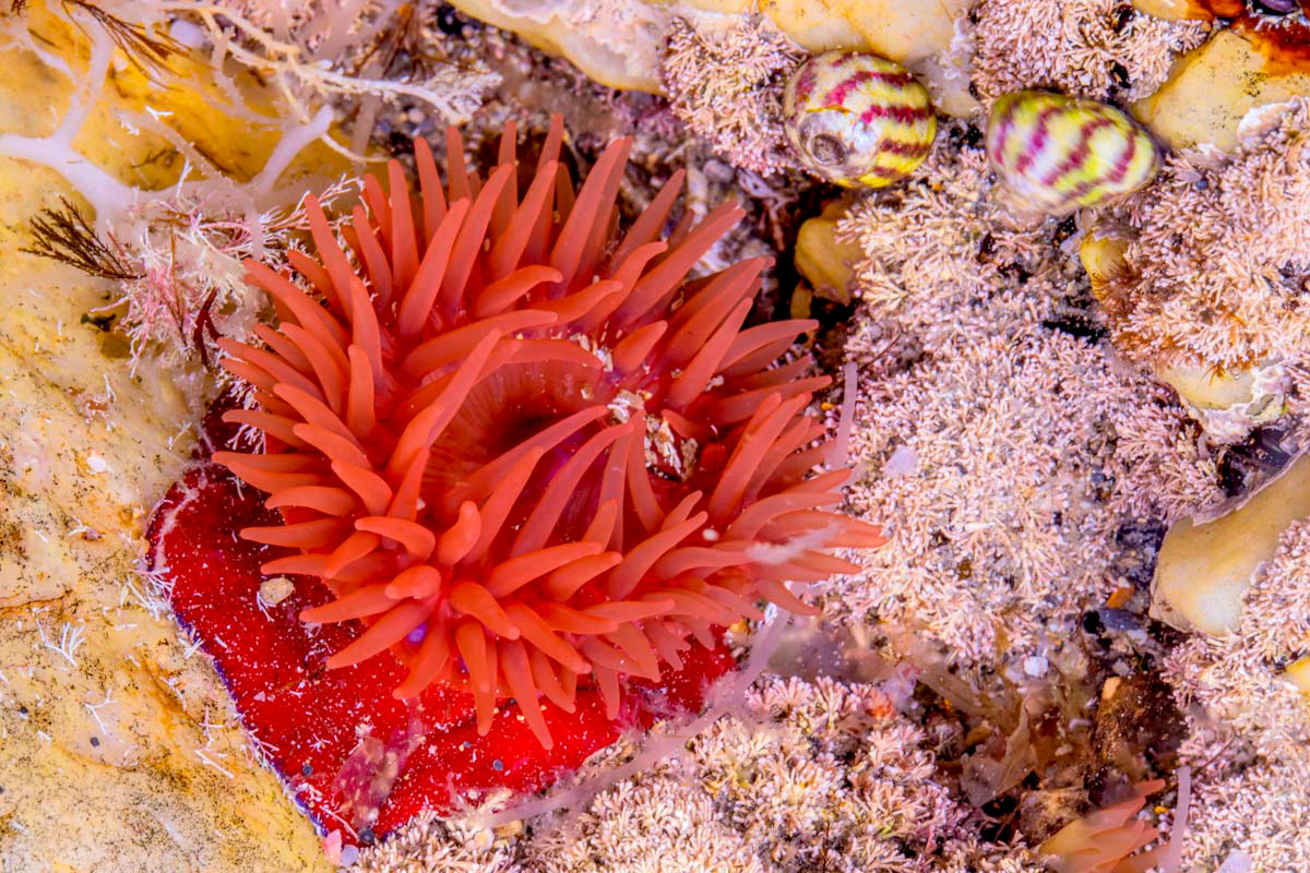 sea anemone in tidal pool