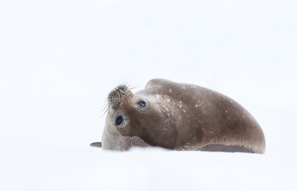 weddell seal resting on an iceberg