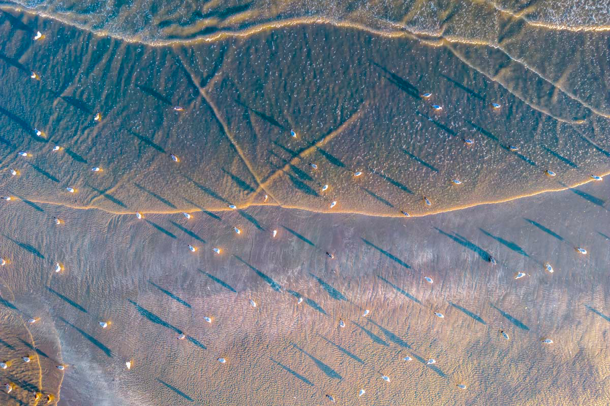 gulls and long shadows