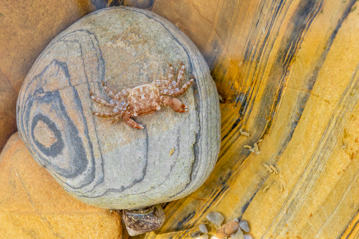 tiny crab in a tidal pool 