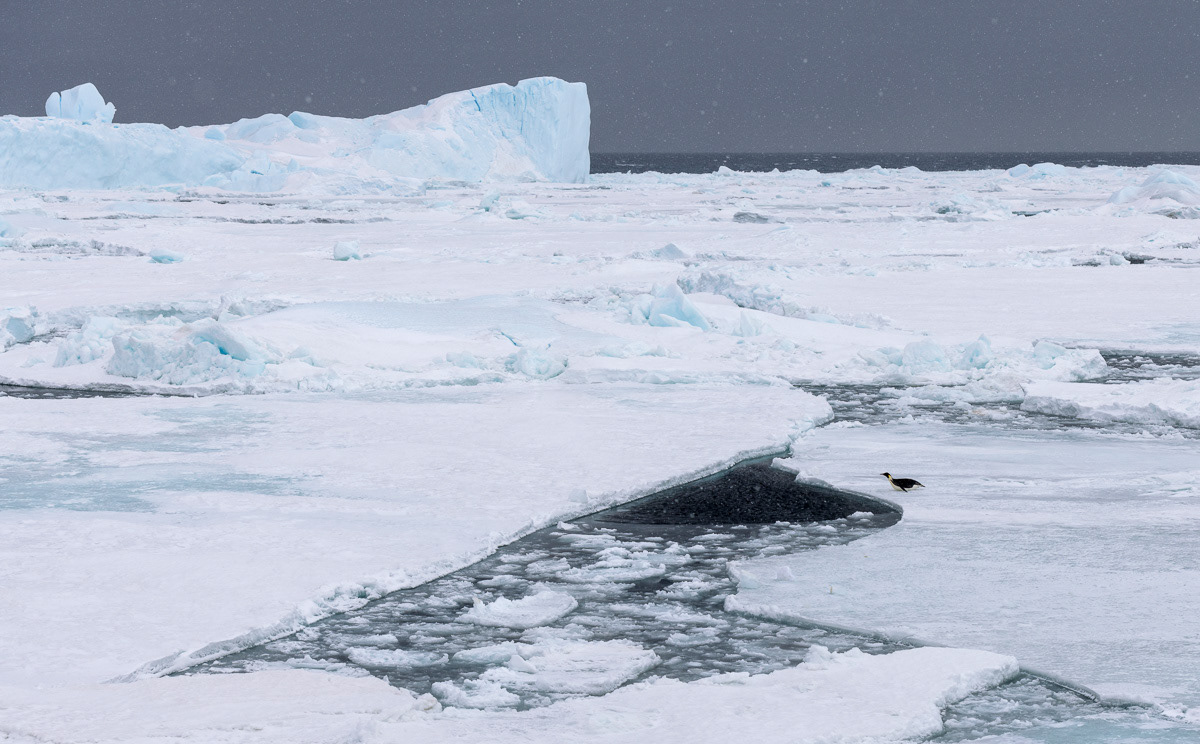 emperor about to dive in