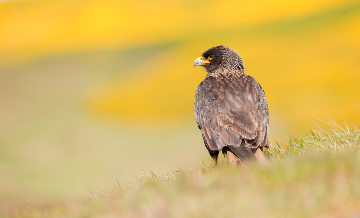 striated caracara on carcass island