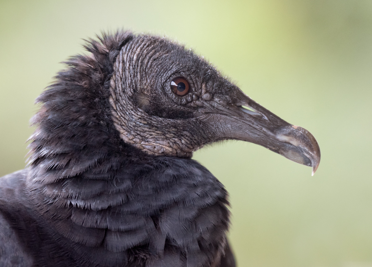 black vulture in guaramiranga