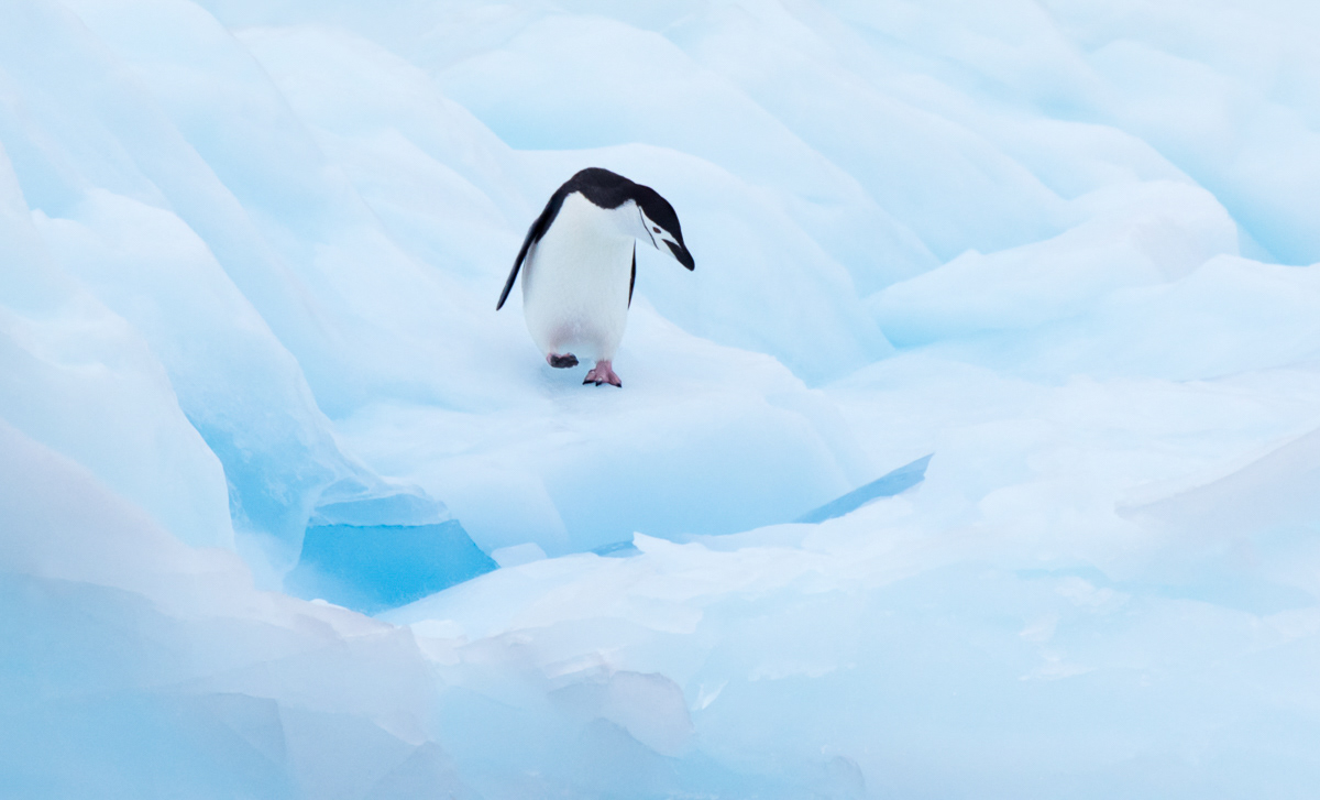 chinstrap penguin walking on an iceberg