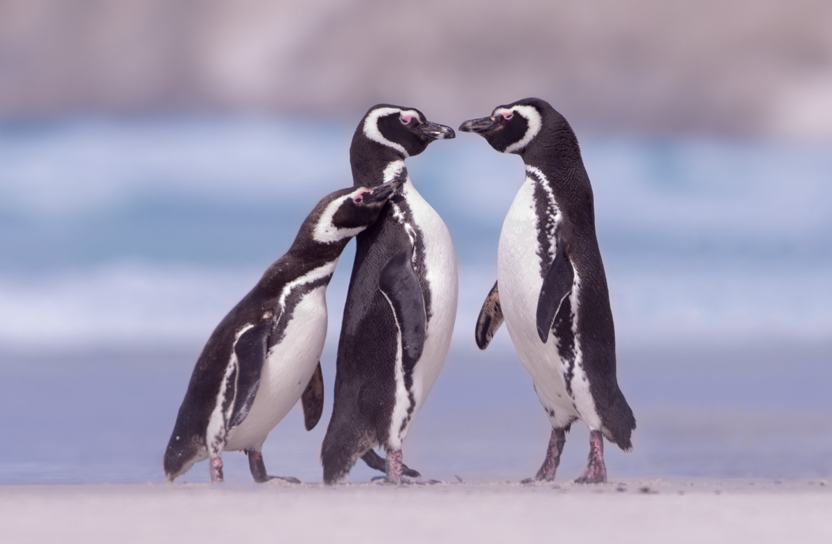 magellanic penguins having a chat