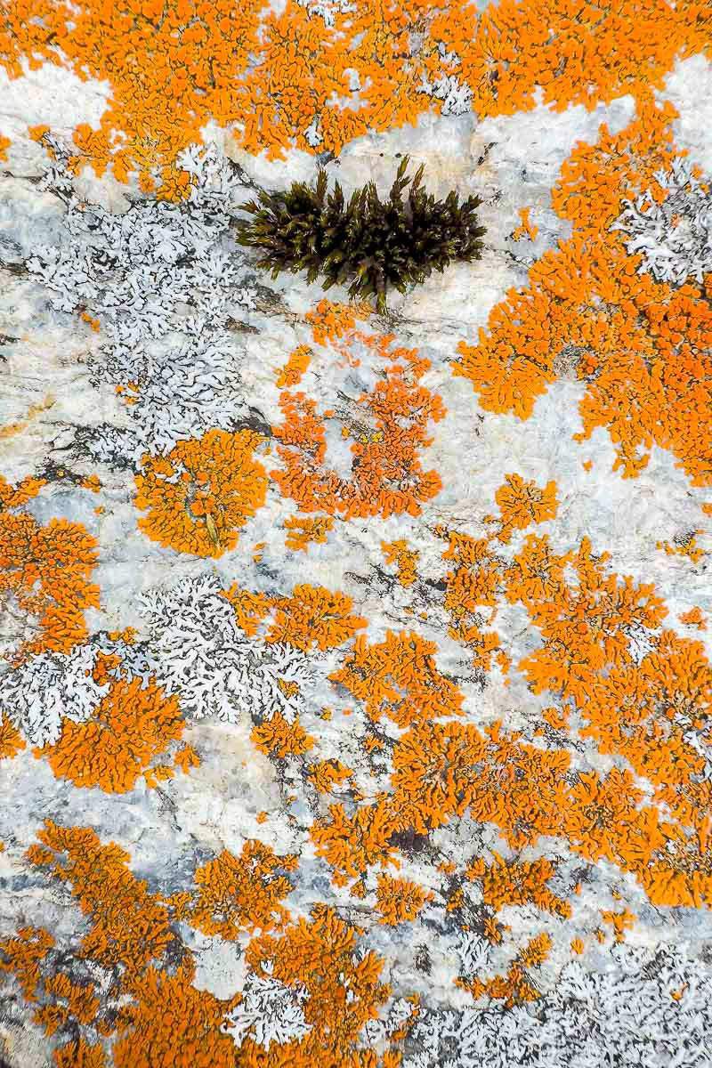 lichens