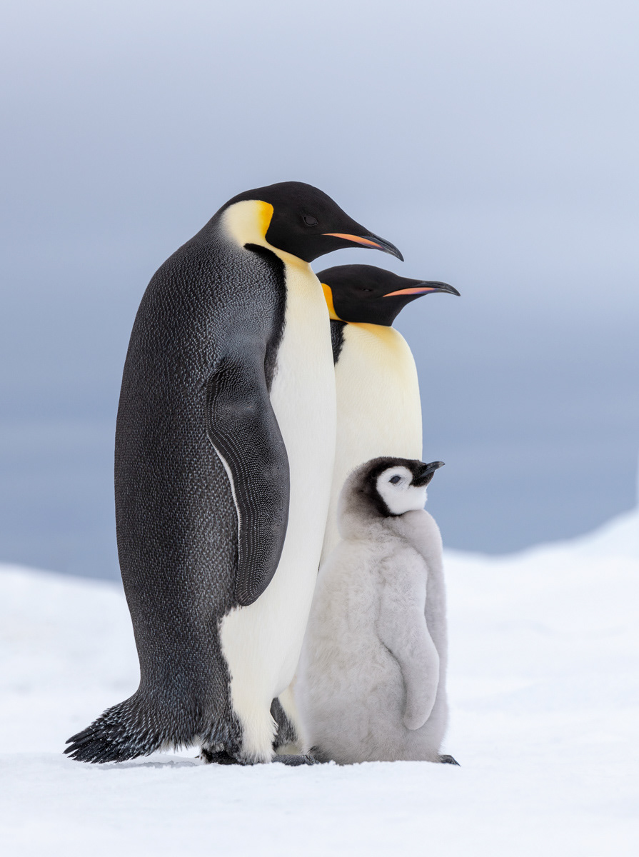emperor penguin family