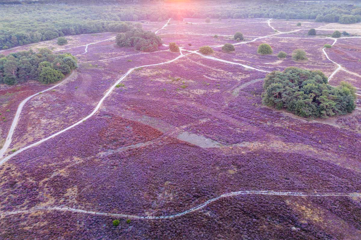 blooming heather at sunrise