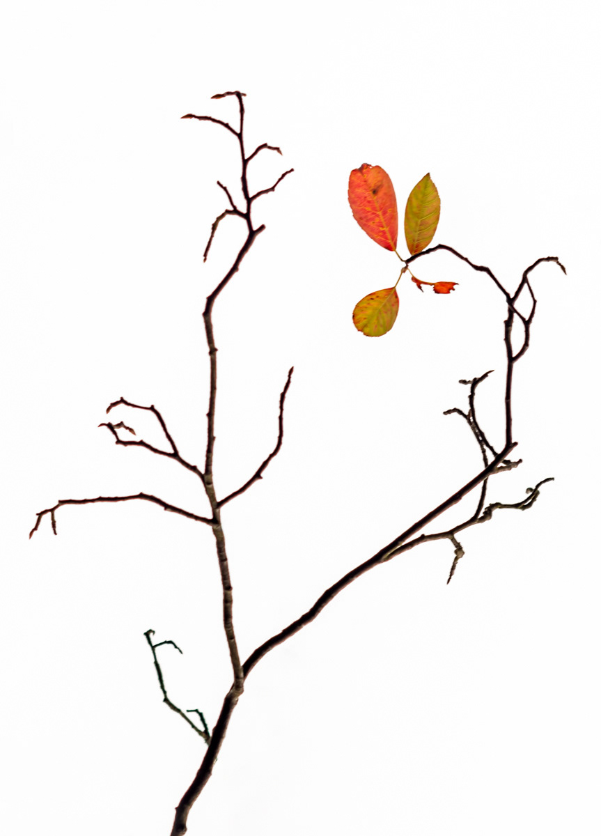 last leaves clinging (october)