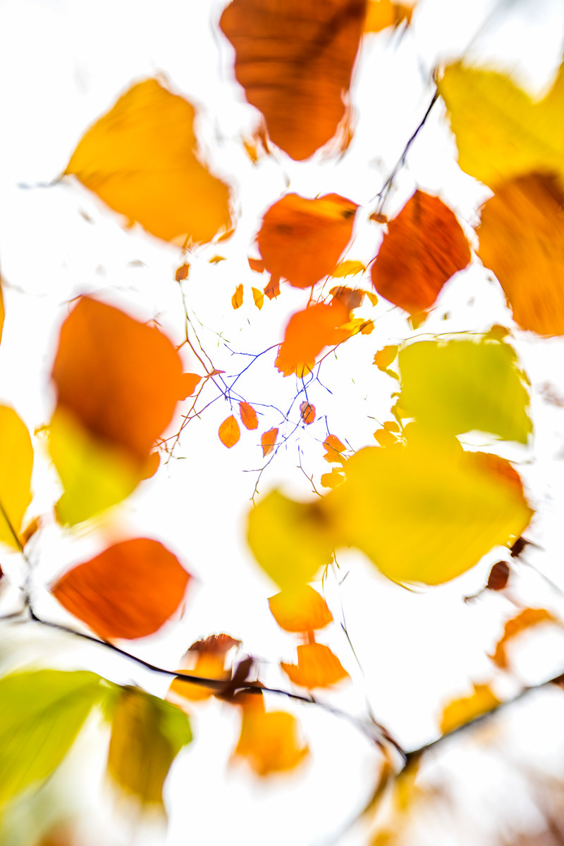 autumn beech confetti (november)