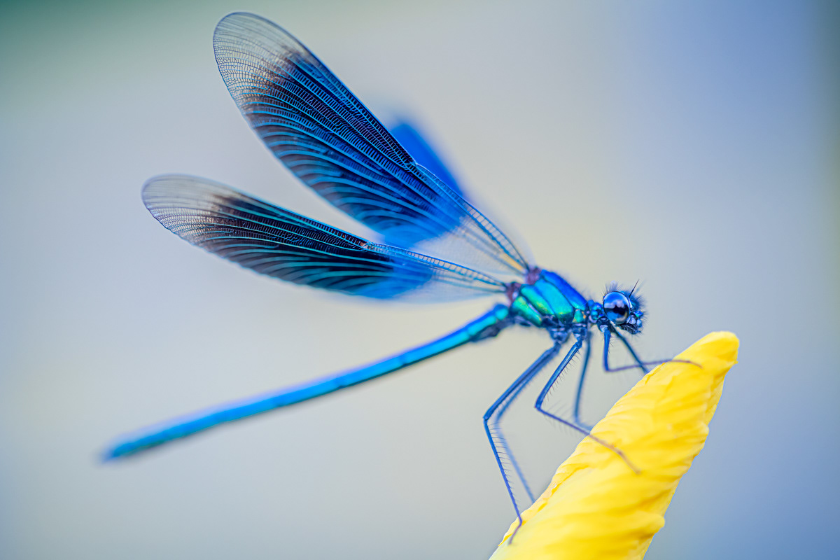 banded demoiselle male
