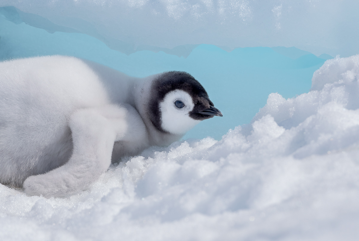 emperor penguin chick takes a look on the inside of an ice cave
