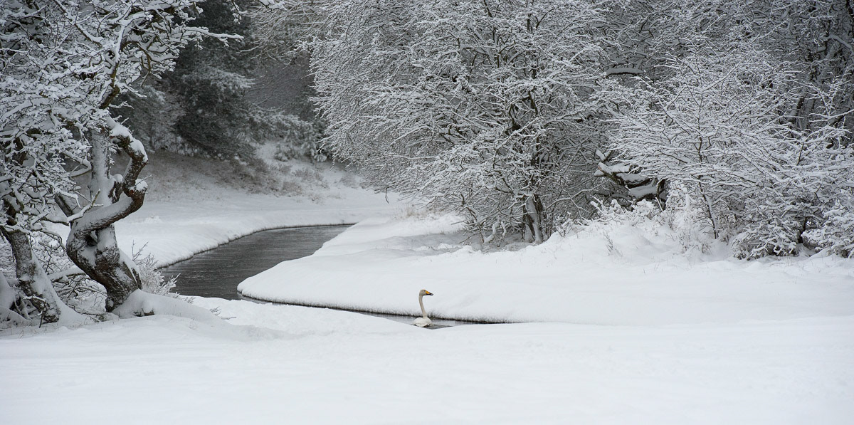 wild swan in the amsterdamse waterleidingduinen (2010)
