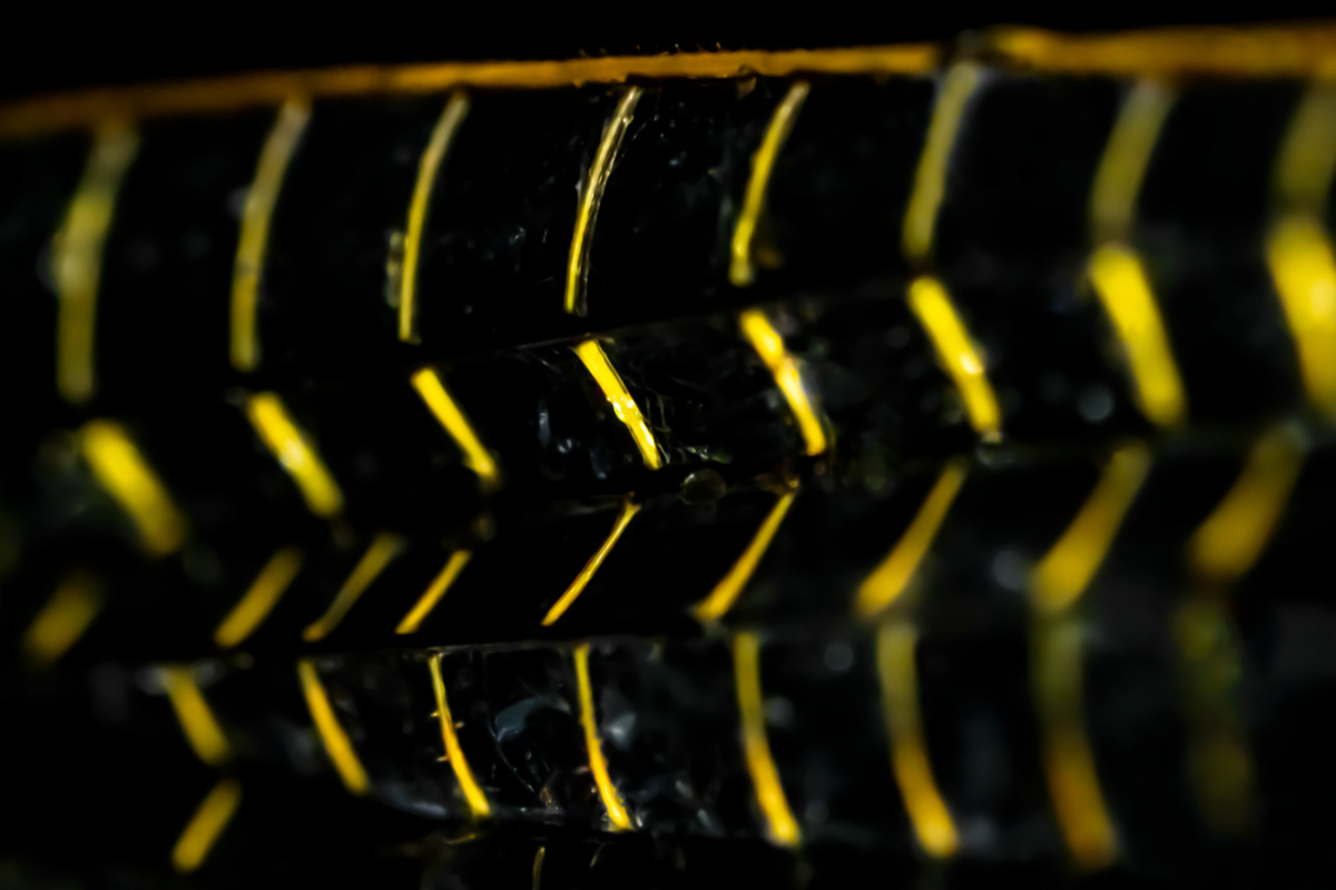 dragonfly wing detail 