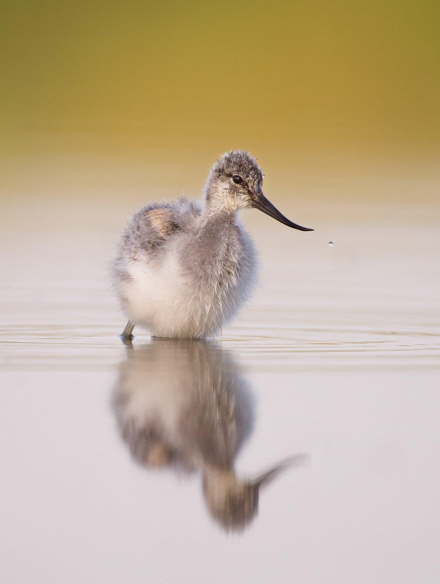 young avocet