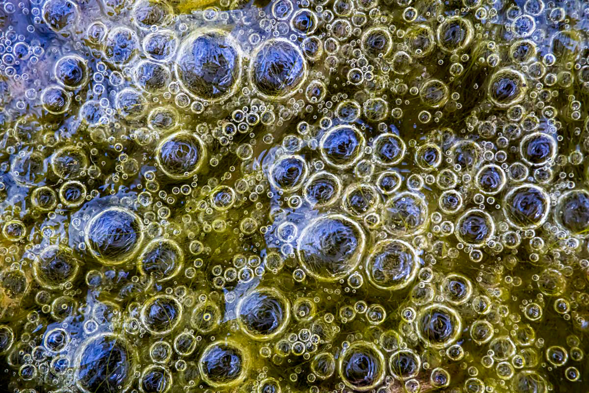 swamp bubbles