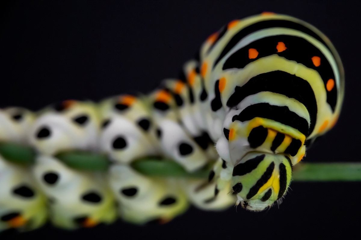 swallowtail caterpillar detail