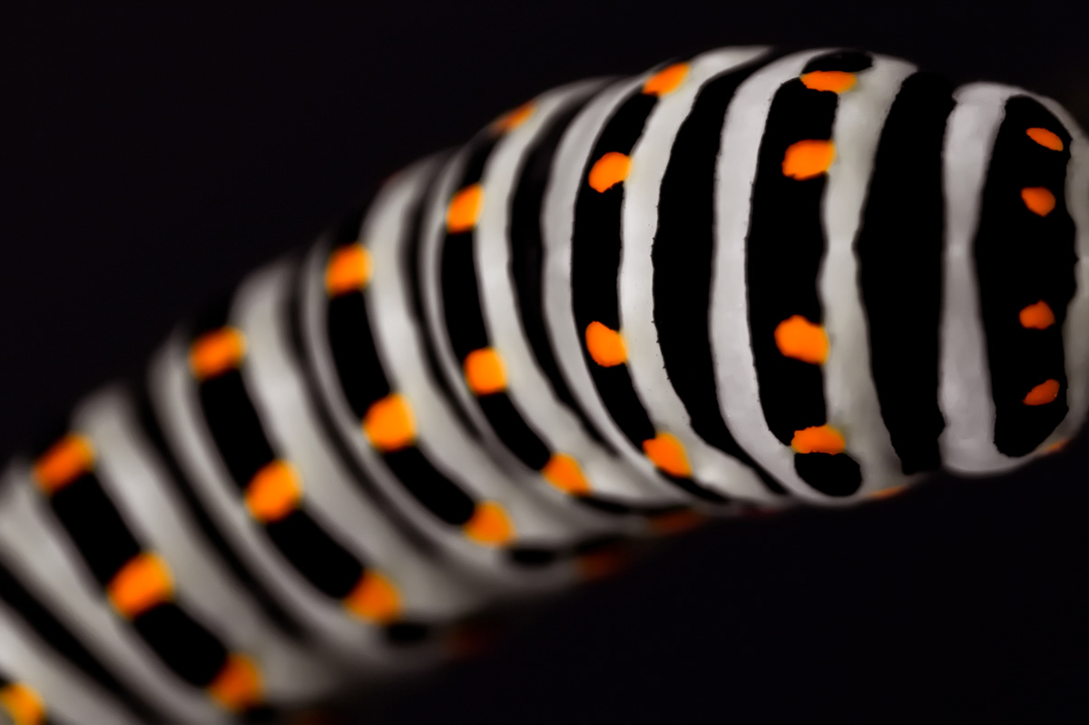swallowtail caterpillar detail