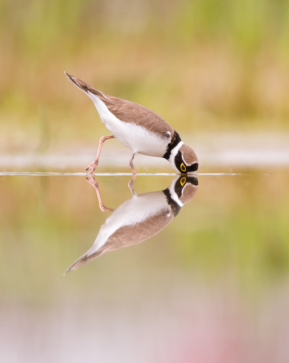 little ringed plover