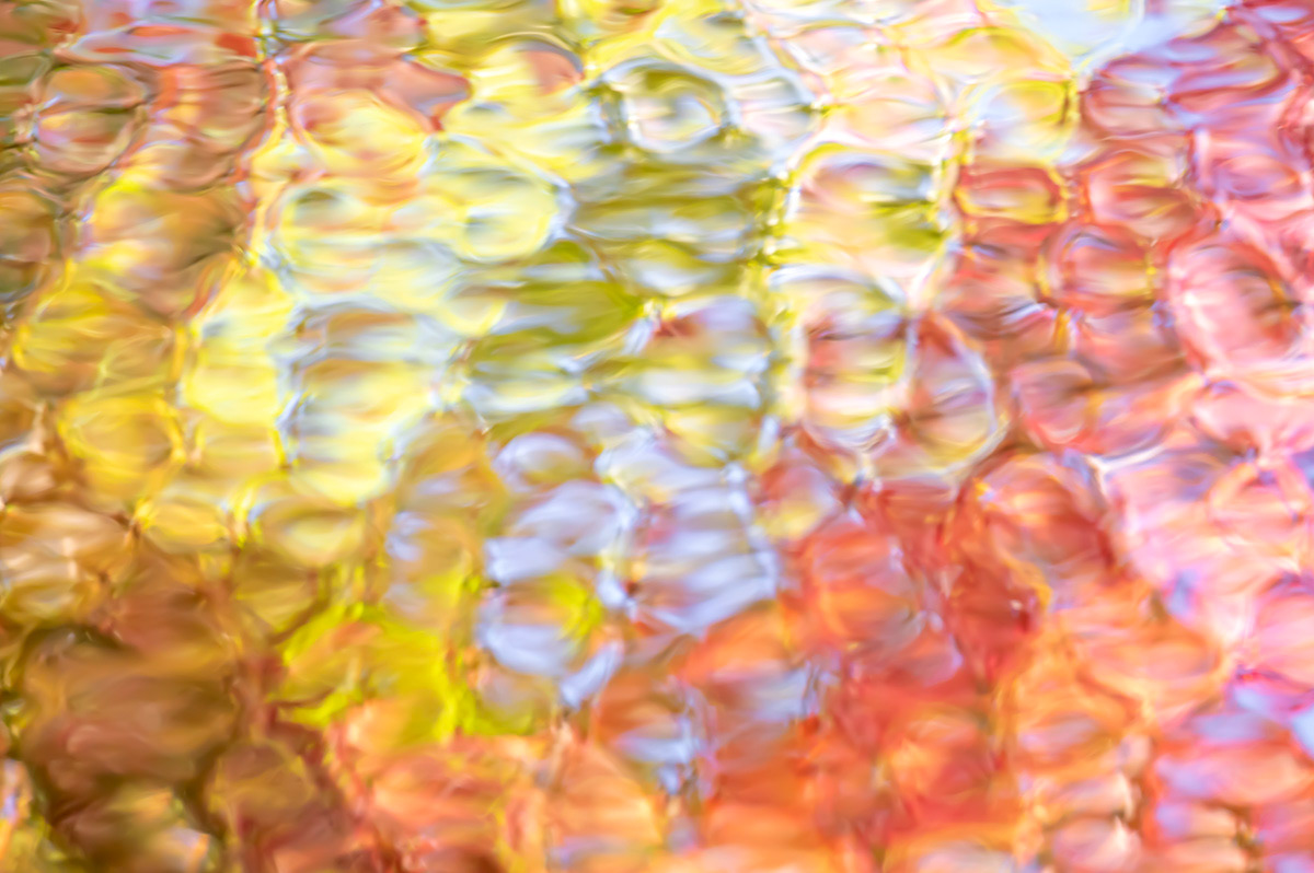 under the maple tree (reflections)