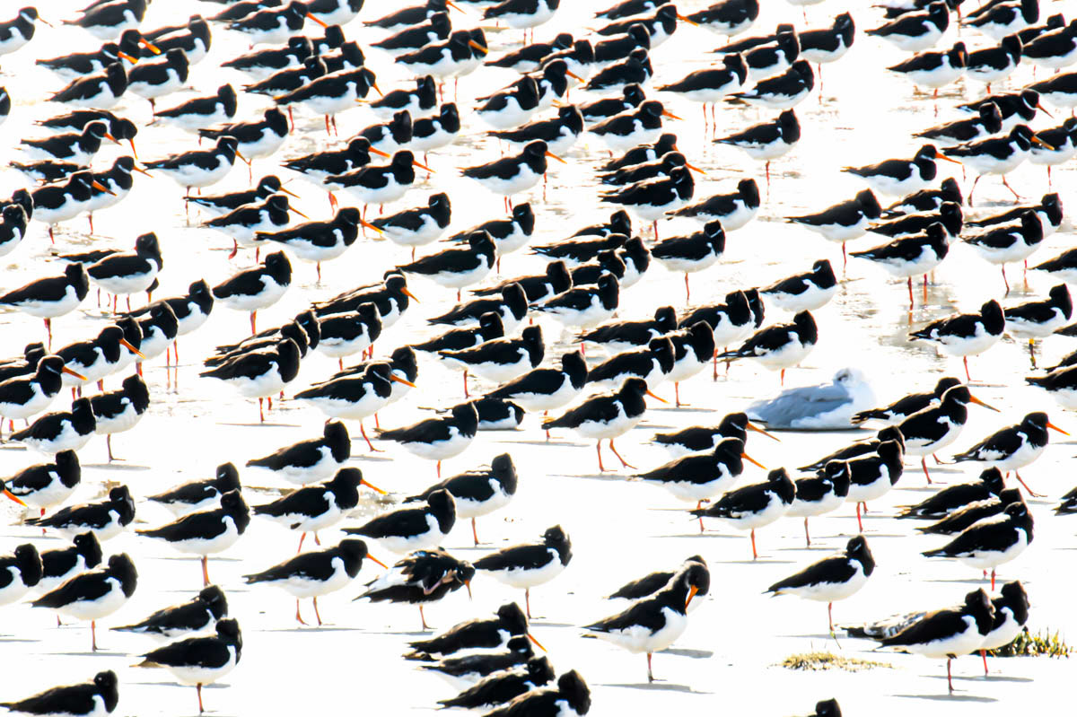 oystercatchers on the mudflats of schiermonnikoog
