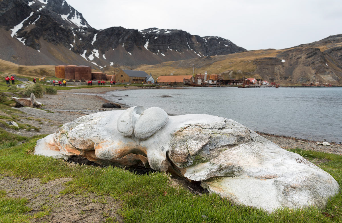 grytviken south georgia