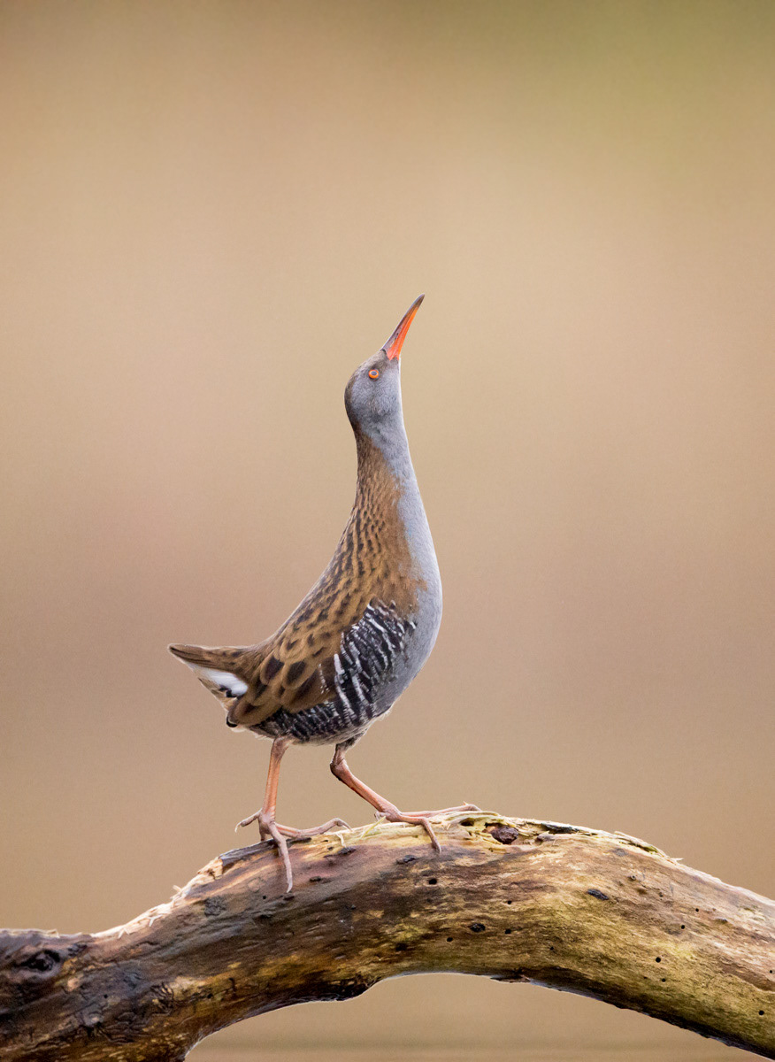 water rail elegance