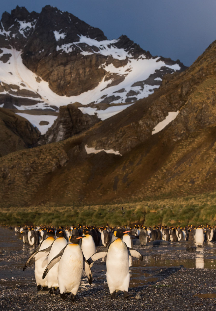 king penguin colony gold harbor