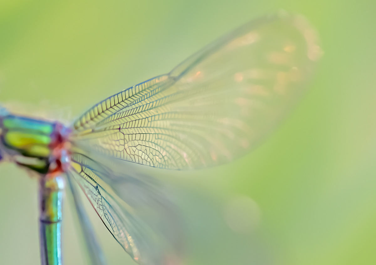 banded demoiselle female