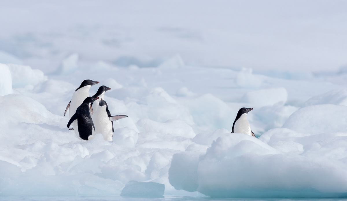 adélie penguins paulet island