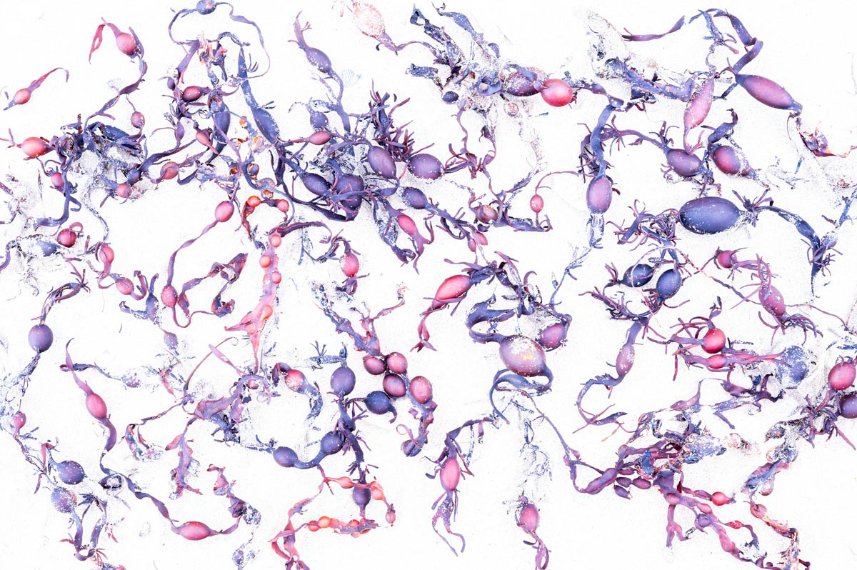 2022: Highly commended in the international Asferico contest (plants & fungi category)