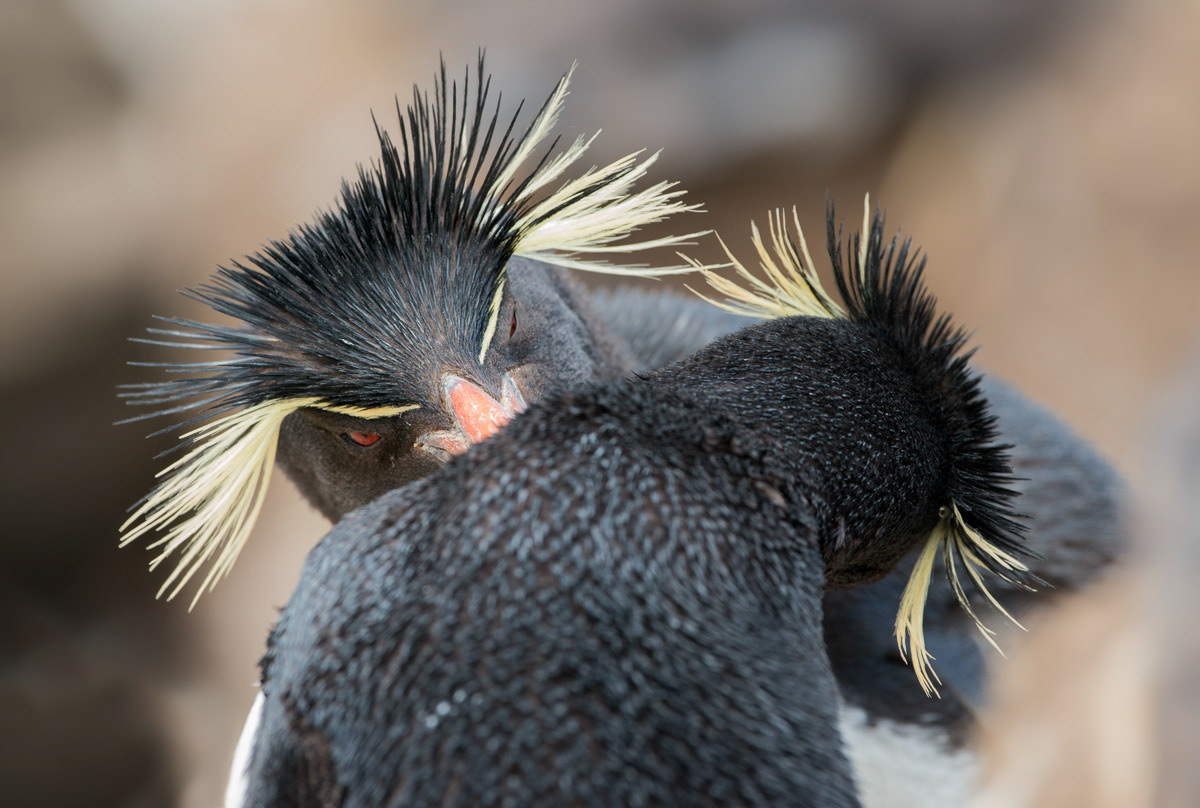 rockhoppers grooming each other