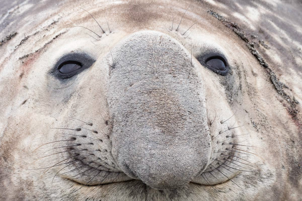 male elephant seal