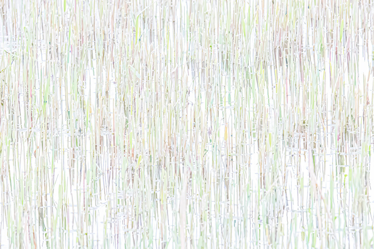 nature's barcode in newly grown reed