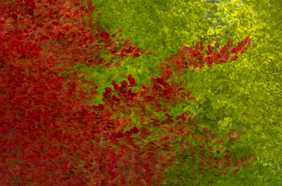 red beech and common beech in may