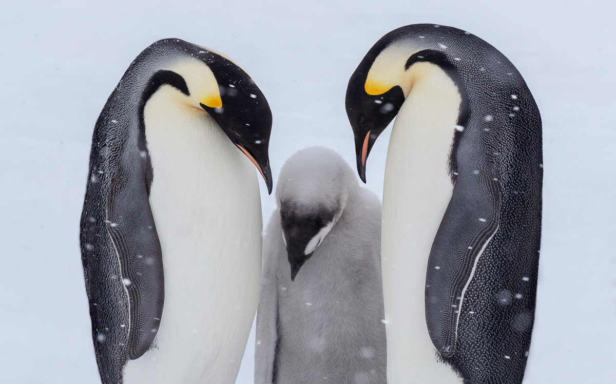 emperor penguin family