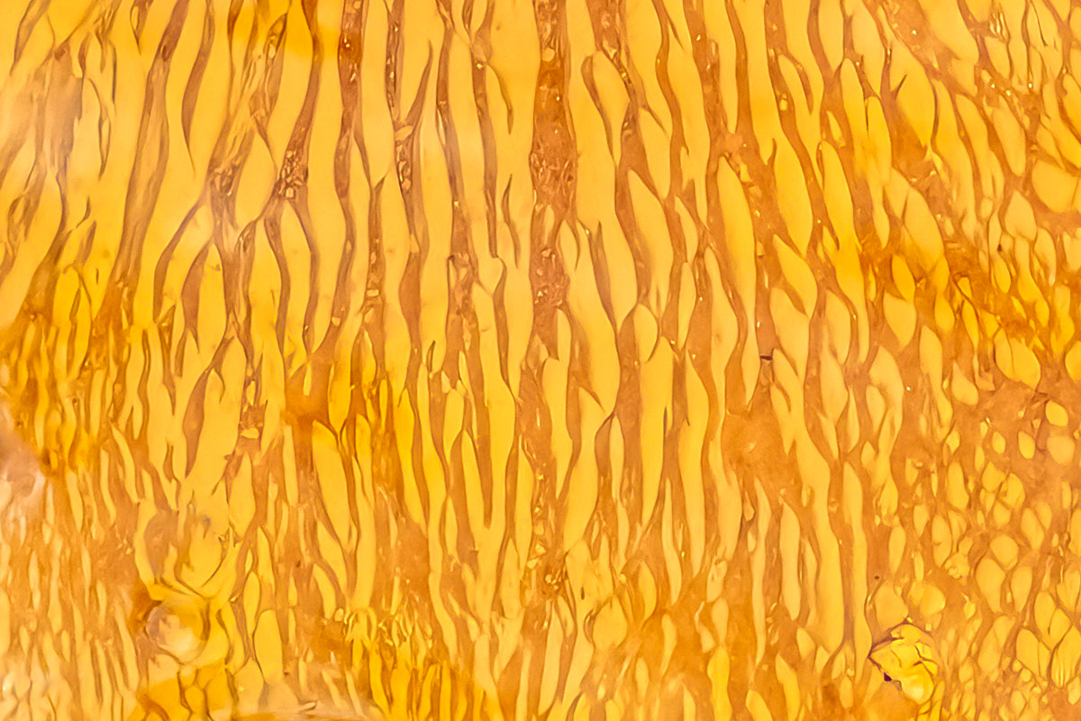 structures in the river bed