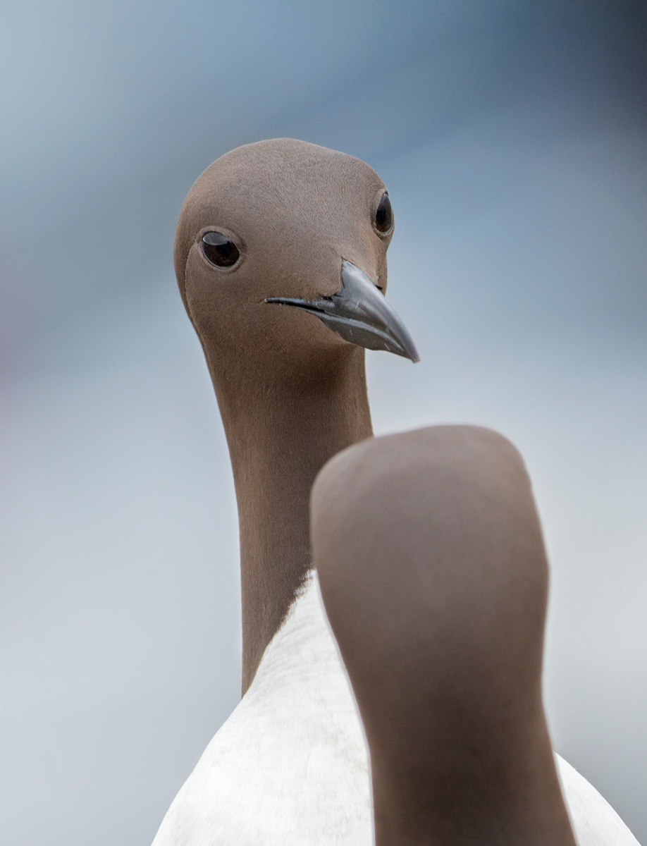guillemots