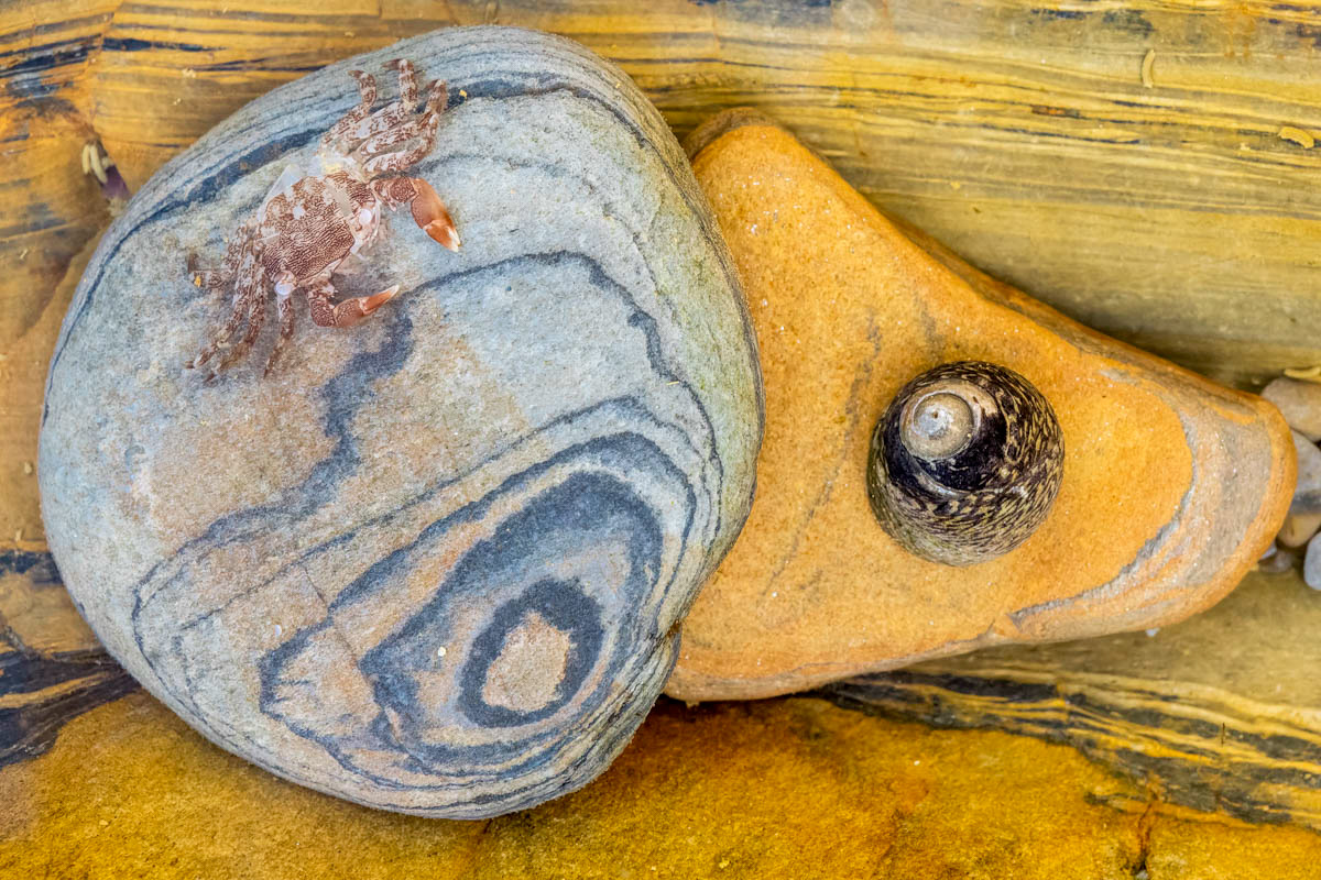 tiny crab and a sea snail in a tidal pool