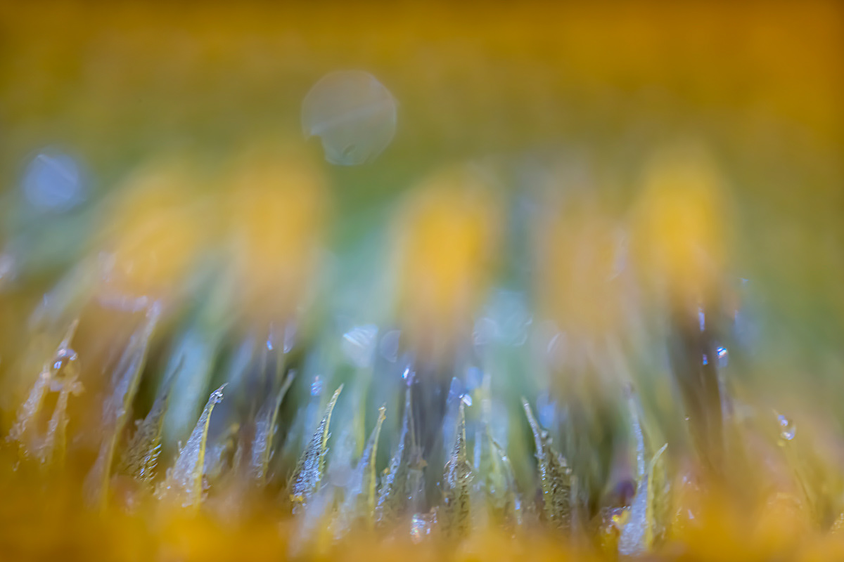 the core of the core of a sunflower