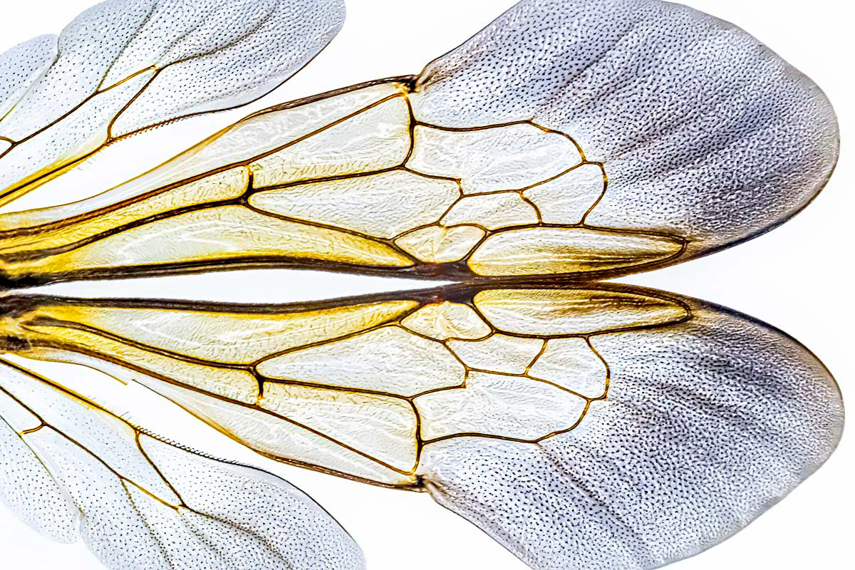 the tiny wings of a bumblebee