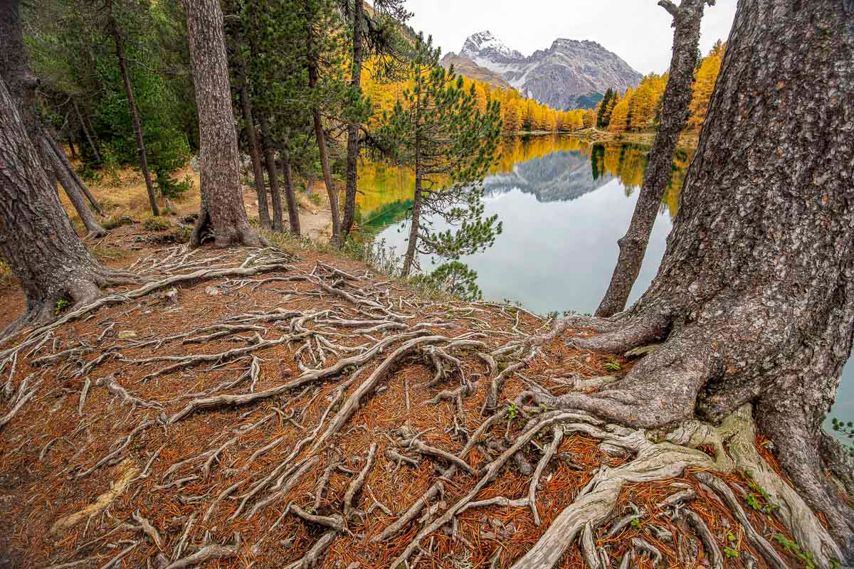 tree roots and the lake