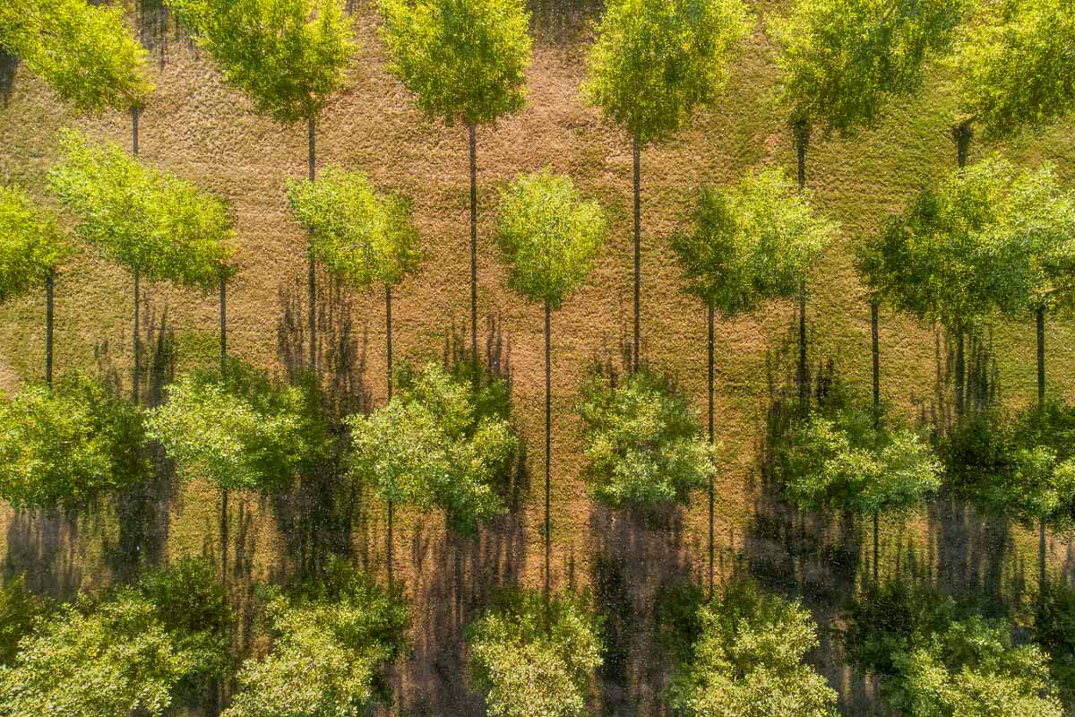trees from above