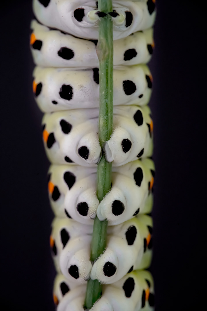 swallowtail caterpillar
